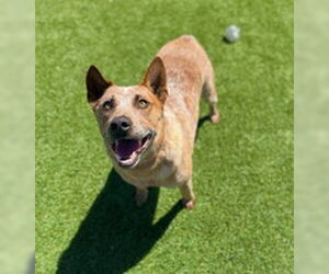 Mutt Dogs for adoption in Salinas, CA, USA
