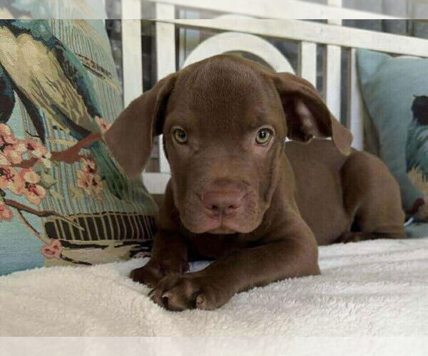 Medium Photo #14 American Staffordshire Terrier-Labrador Retriever Mix Puppy For Sale in Princeton, MN, USA