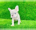 Small Photo #5 French Bulldog Puppy For Sale in CYPRESS, TX, USA