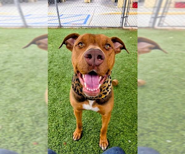 Medium Photo #1 Doberman Pinscher-Unknown Mix Puppy For Sale in Downey, CA, USA