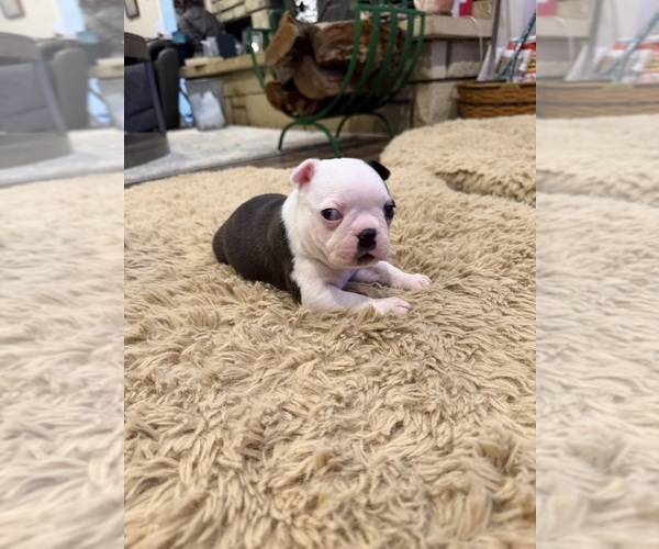 Medium Photo #2 Boston Terrier Puppy For Sale in FREDONIA, KS, USA