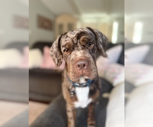 Cocker-Pei Dog for Adoption in PLANT CITY, Florida USA