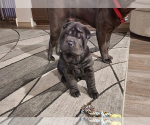 Chinese Shar-Pei Puppy for Sale in BLOSSVALE, New York USA