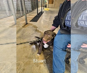 Chocolate Labrador retriever-Unknown Mix Dogs for adoption in Stover, MO, USA
