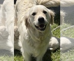 Small #3 English Cream Golden Retriever