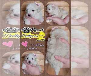 Maltipoo Puppy for sale in HERTFORD, NC, USA
