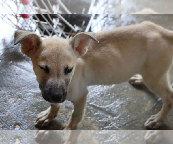 Medium Photo #29 Labrador Retriever-Unknown Mix Puppy For Sale in Sebec, ME, USA