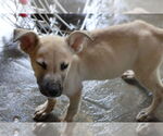 Small #28 Labrador Retriever Mix