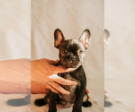 Small Photo #5 French Bulldog Puppy For Sale in FAIRFIELD, CA, USA