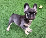 Small Photo #15 French Bulldog Puppy For Sale in LAS VEGAS, NV, USA