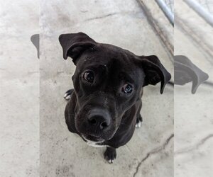 Labrador Retriever-Unknown Mix Dogs for adoption in Hilton Head, SC, USA