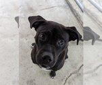 Small Photo #1 Labrador Retriever-Unknown Mix Puppy For Sale in Hilton Head, SC, USA