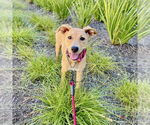 Small #4 Labrador Retriever Mix