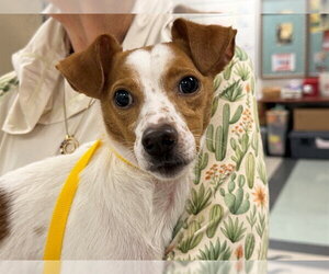 Chihuahua-Unknown Mix Dogs for adoption in Santa Rosa, CA, USA