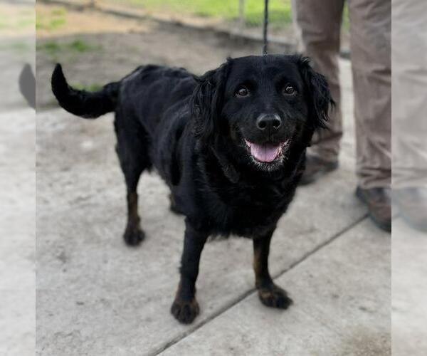 Medium Photo #2 Australian Shepherd-Rottweiler Mix Puppy For Sale in Modesto, CA, USA