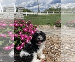 Small #2 Havanese