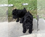 Litter of 6 - Male(s) and Female(s) Schnauzer (Miniature)Litter of Puppies for Sale - Photo #5