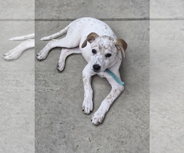 Medium Photo #3 Red Heeler-Unknown Mix Puppy For Sale in Columbus, IN, USA