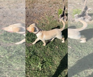 Labrador Retriever Dogs for adoption in KINGSVILLE, TX, USA