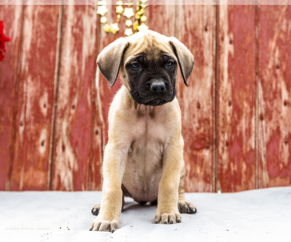 Medium Photo #41 Mastiff Puppy For Sale in WAKARUSA, IN, USA