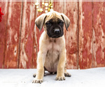 Small Photo #41 Mastiff Puppy For Sale in WAKARUSA, IN, USA