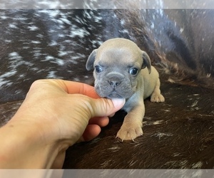 French Bulldog Puppy for sale in PRYOR, OK, USA