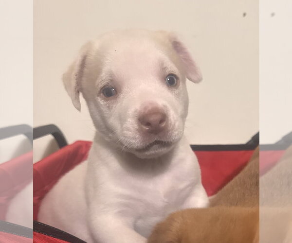 Medium Photo #2 Golden Labrador Puppy For Sale in Pottstown, PA, USA