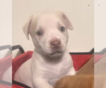 Small #1 Golden Labrador