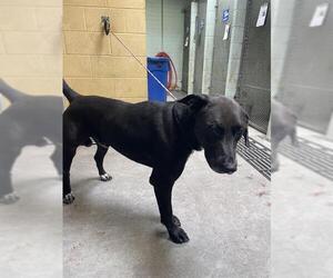 Labrador Retriever Dogs for adoption in Stockton, CA, USA