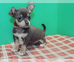 Chihuahua Puppy for sale in PATERSON, NJ, USA