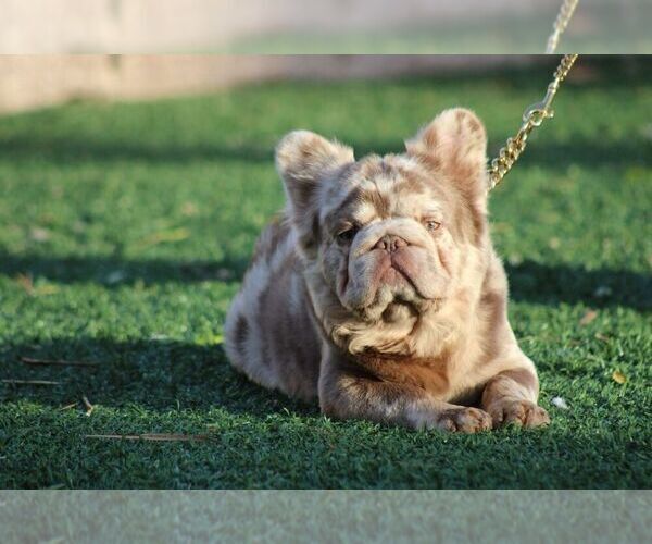 Medium Photo #1 French Bulldog Puppy For Sale in SAN DIEGO, CA, USA