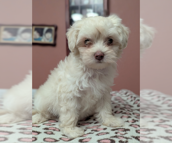 Medium Photo #2 Mal-Shi Puppy For Sale in Fresno, CA, USA