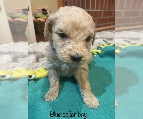 Medium Photo #6 Goldendoodle Puppy For Sale in GARDEN CITY, MO, USA