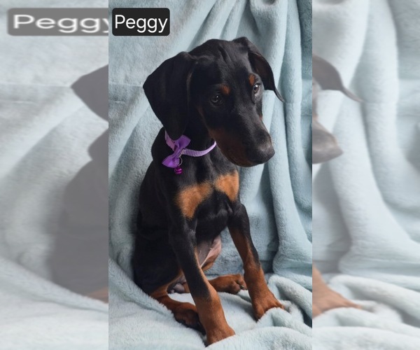 Medium Photo #3 Doberman Pinscher Puppy For Sale in POMEROY, OH, USA