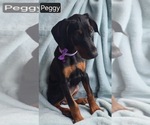 Small #2 Doberman Pinscher