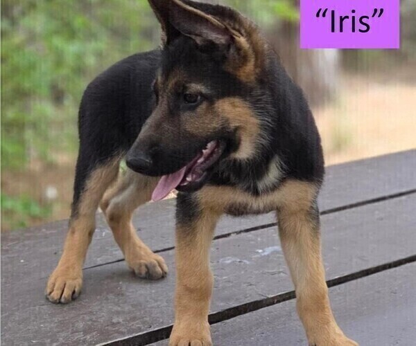 Medium Photo #4 German Shepherd Dog Puppy For Sale in CLEARWATER, FL, USA