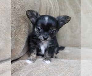 Chihuahua Puppy for sale in MUSKOGEE, OK, USA