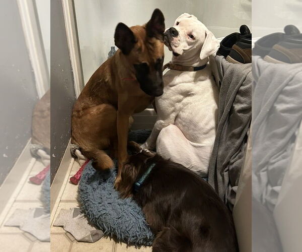 Medium Photo #3 Boxer Puppy For Sale in Dumont, NJ, USA