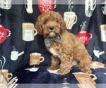 Small #2 Cavapoo
