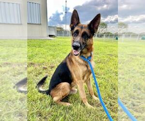 German Shepherd Dog Dogs for adoption in Vero Beach, FL, USA