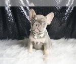 Small #1 French Bulldog