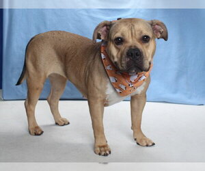 American Staffordshire Terrier Dogs for adoption in Burbank, CA, USA