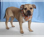*GEORGIA - Female American Staffordshire Terrier Dog for Adoption - Small photo