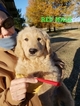 Small #34 Goldendoodle