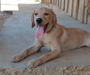 Labrador Retriever Puppy for sale in CALIENTE, CA, USA