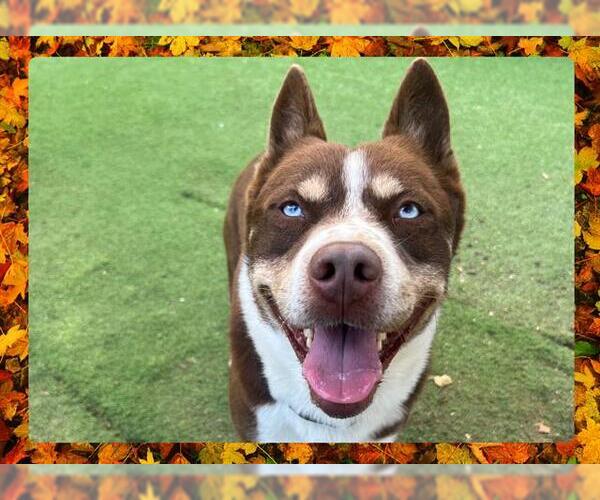 Medium Photo #2 Siberian Husky Puppy For Sale in Ojai, CA, USA