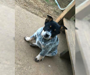 Australian Cattle Dog Puppy for sale in CARTERSVILLE, GA, USA