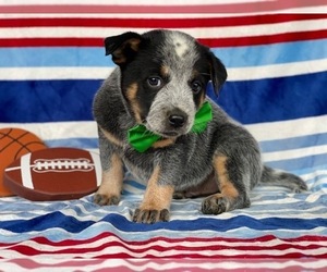 Australian Cattle Dog Puppy for sale in LANCASTER, PA, USA