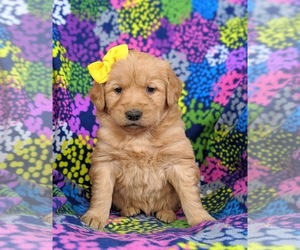 Golden Retriever Puppy for sale in DELTA, PA, USA