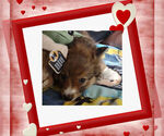 Small Photo #17 Pembroke Welsh Corgi Puppy For Sale in LOVELAND, CO, USA